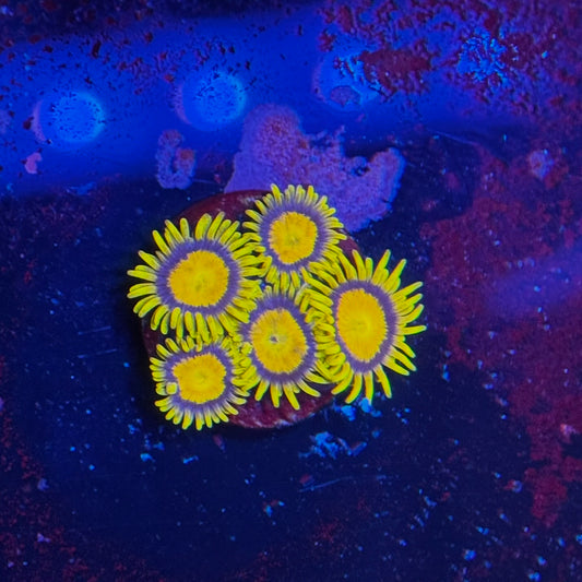 King Midas Zoanthids