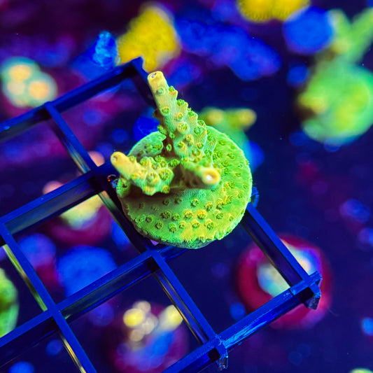 Orange Creamsicle Acropora 1