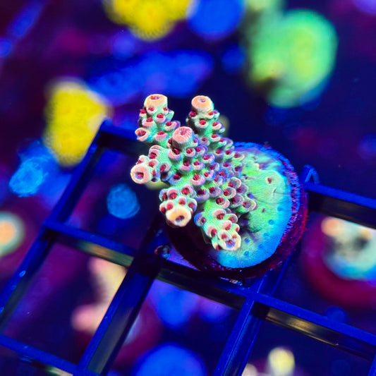 Princess Peach Acropora