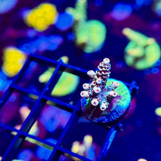 Rainbow Sherbet Acropora