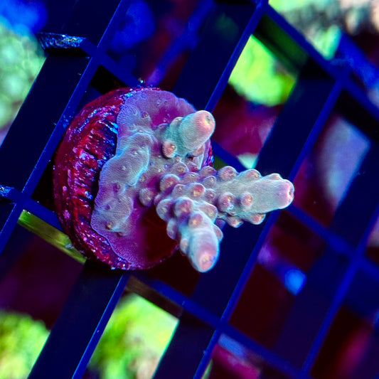 Twisted Sister Acropora 1