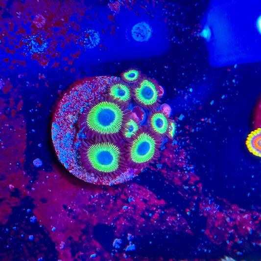 Mean Green Zoanthids 1