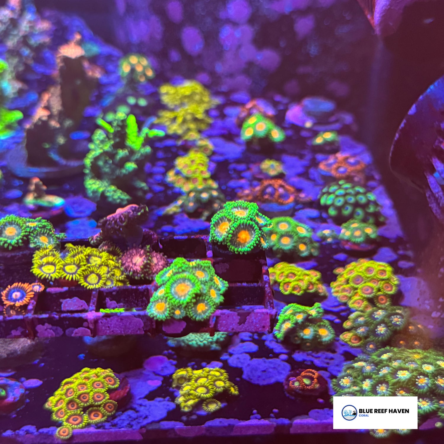 Zoanthids