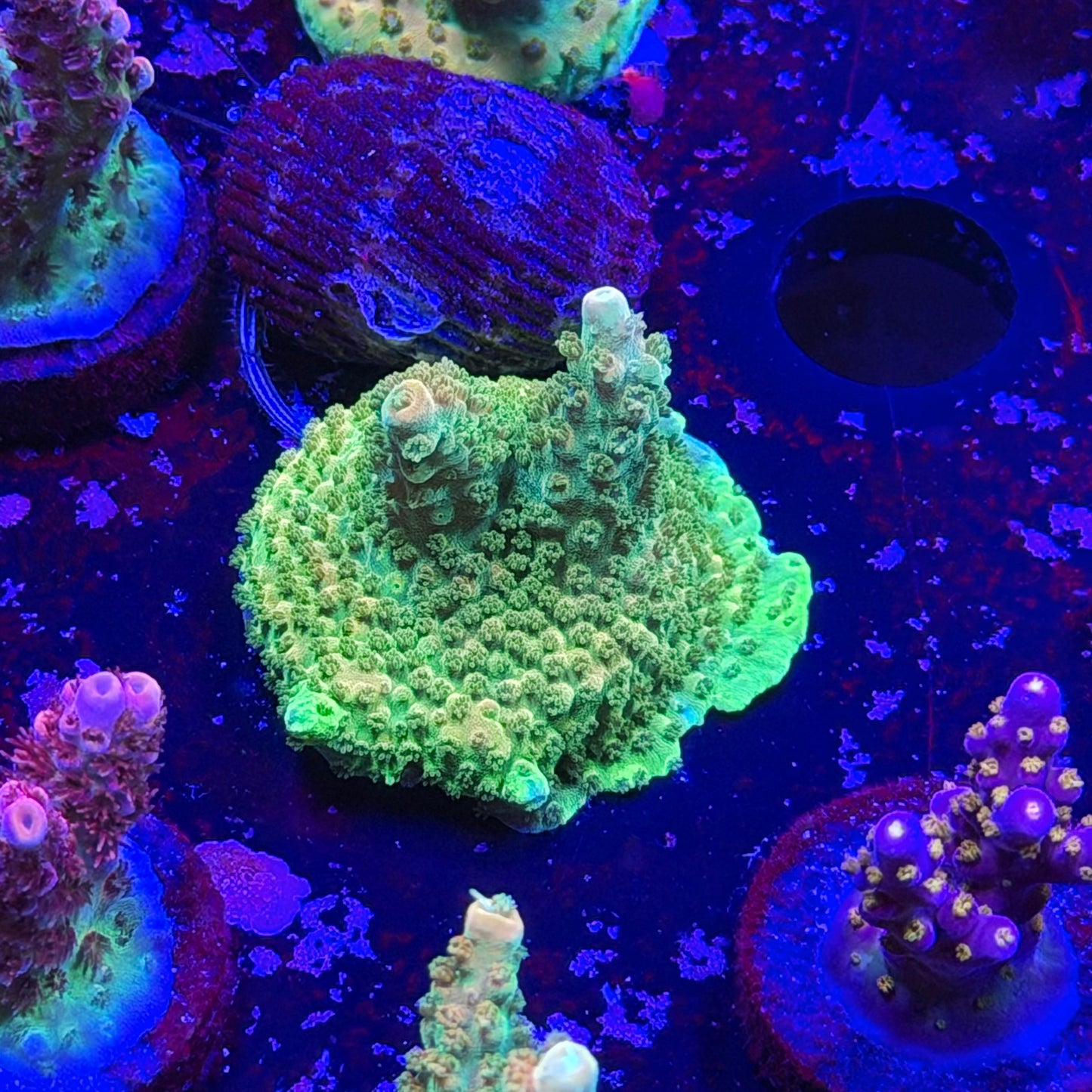Orange Creamsicle Acropora