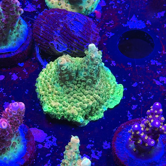 Orange Creamsicle Acropora