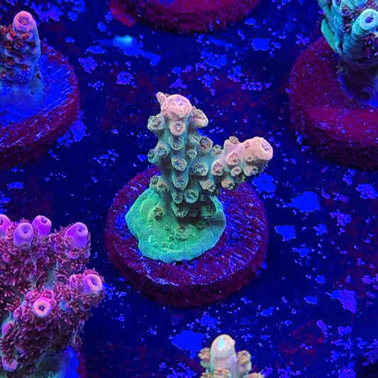 Orange Creamsicle Acropora