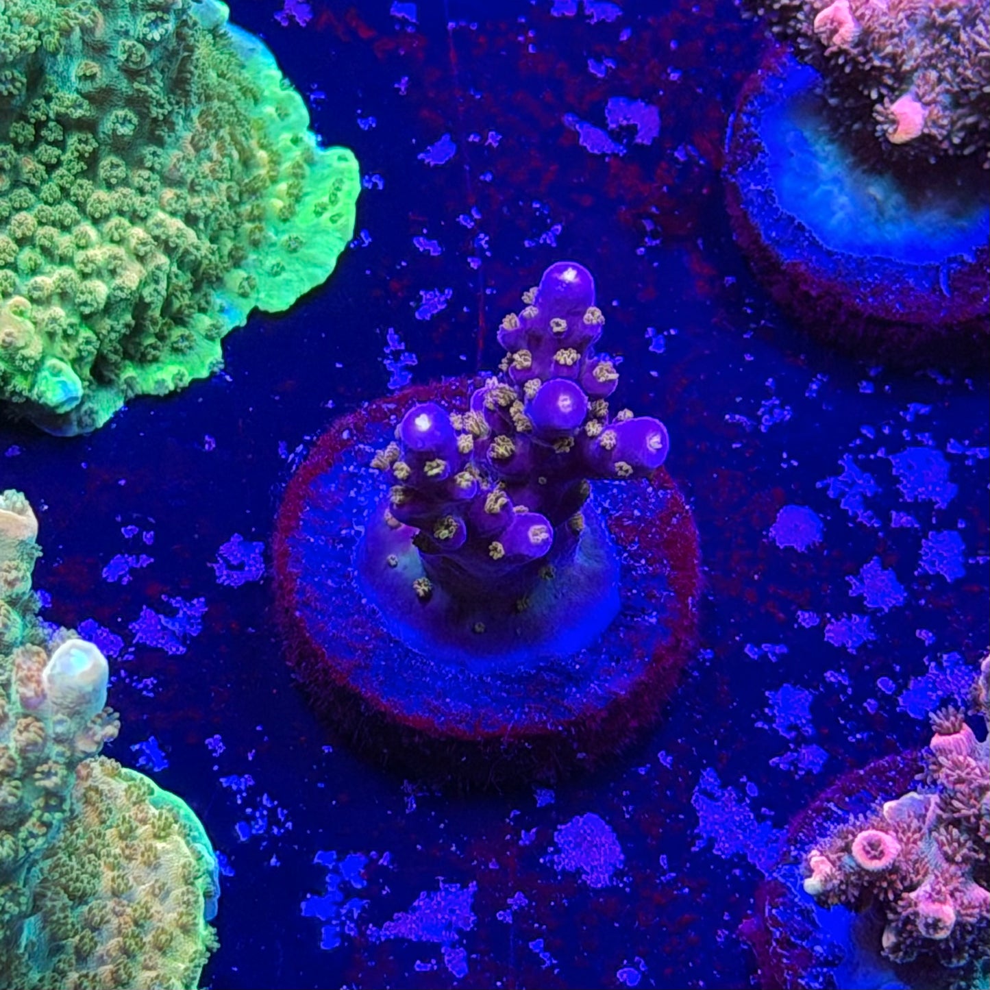 All Star Acropora