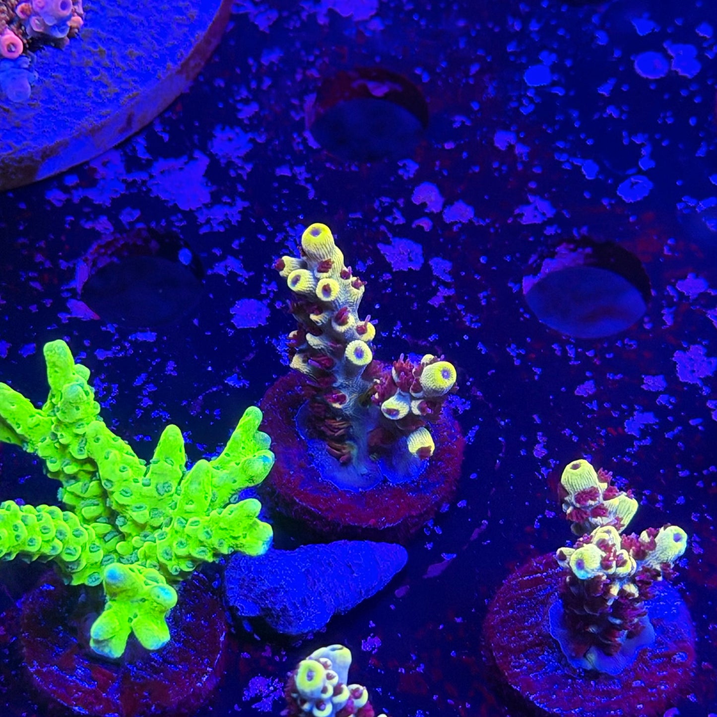 Wolverine Acropora