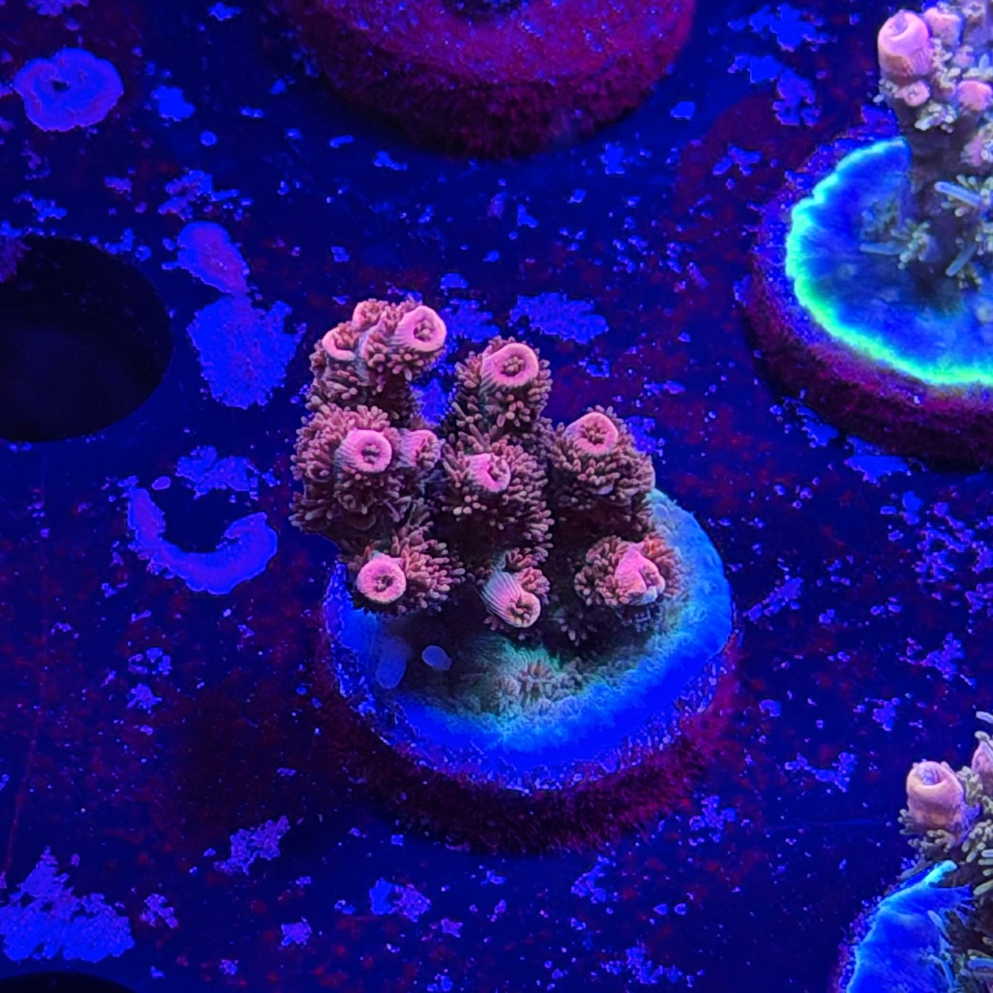Daydream Acropora