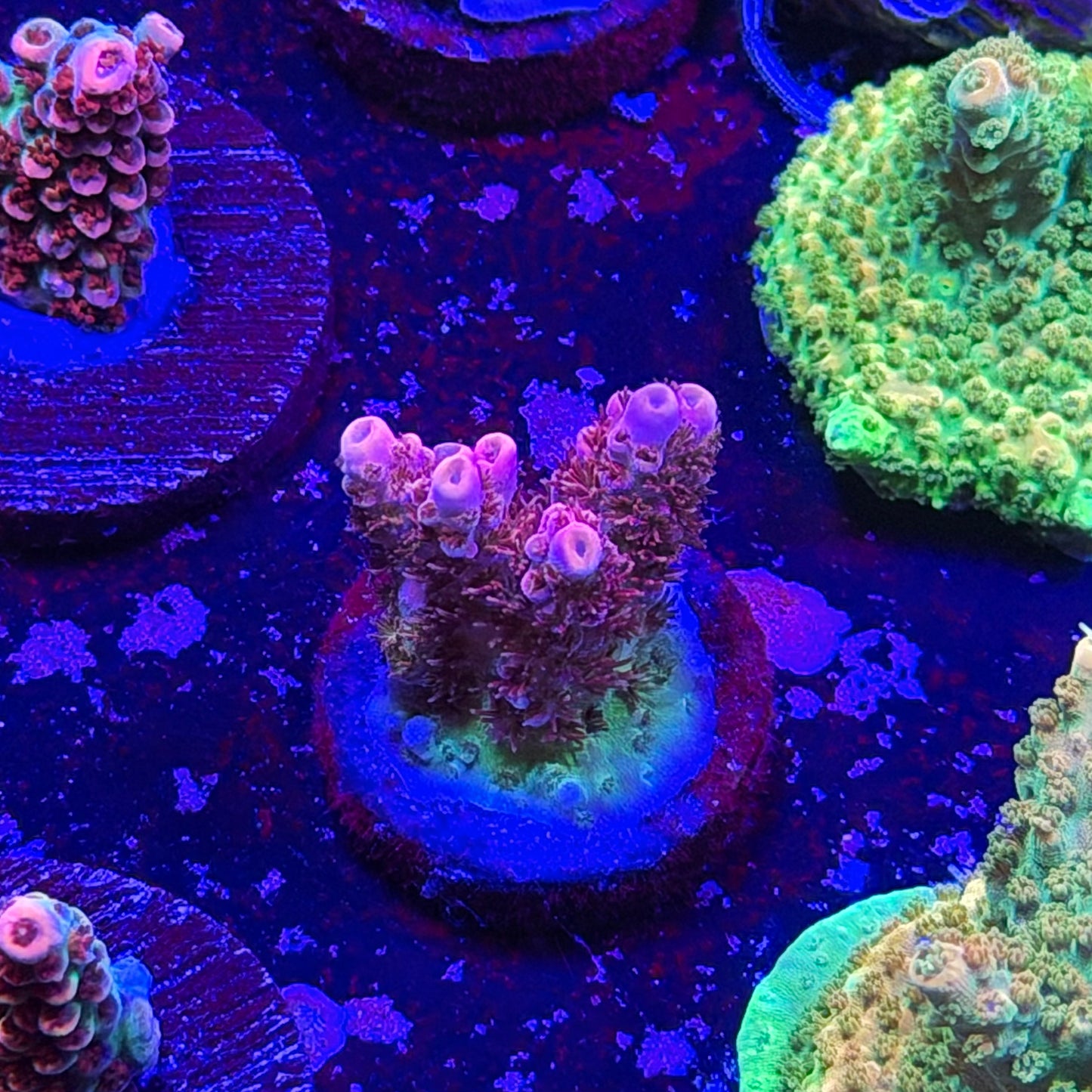 Optimus Prime Acropora