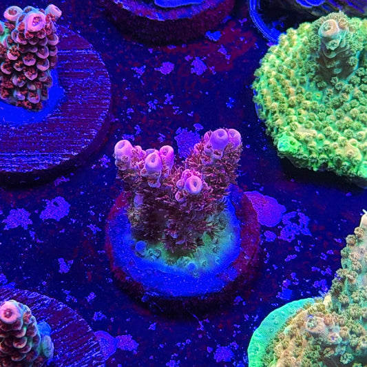 Optimus Prime Acropora