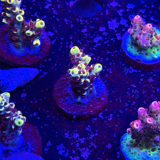 Wolverine Acropora