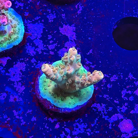 Orange Creamsicle Acropora