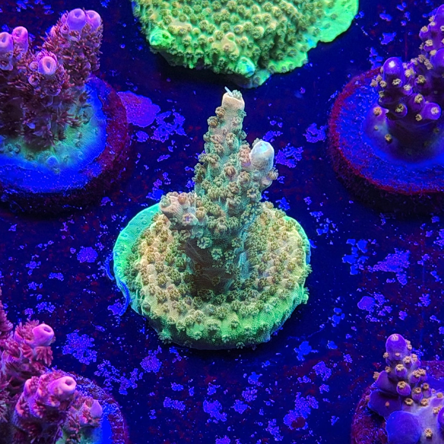 Orange Creamsicle Acropora