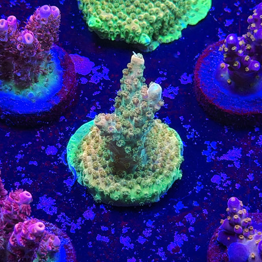 Orange Creamsicle Acropora