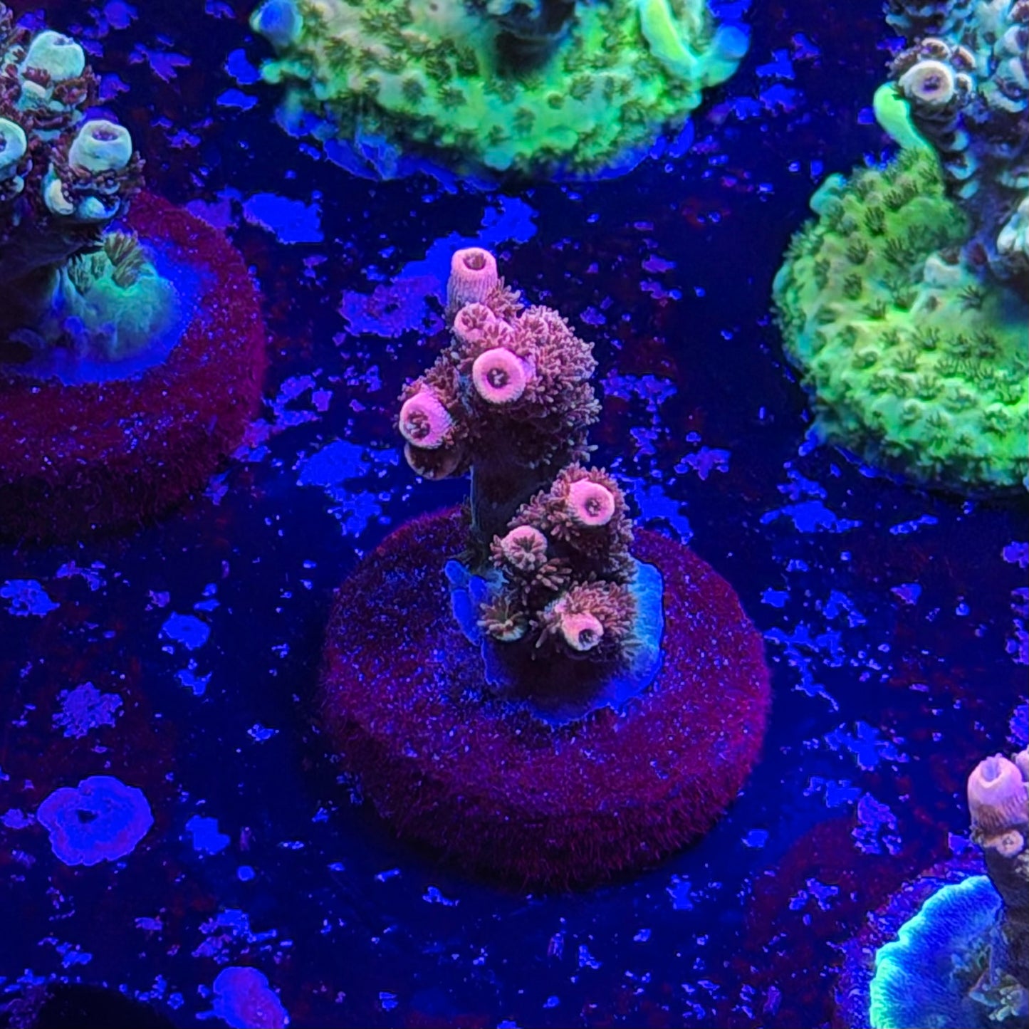 Daydream Acropora
