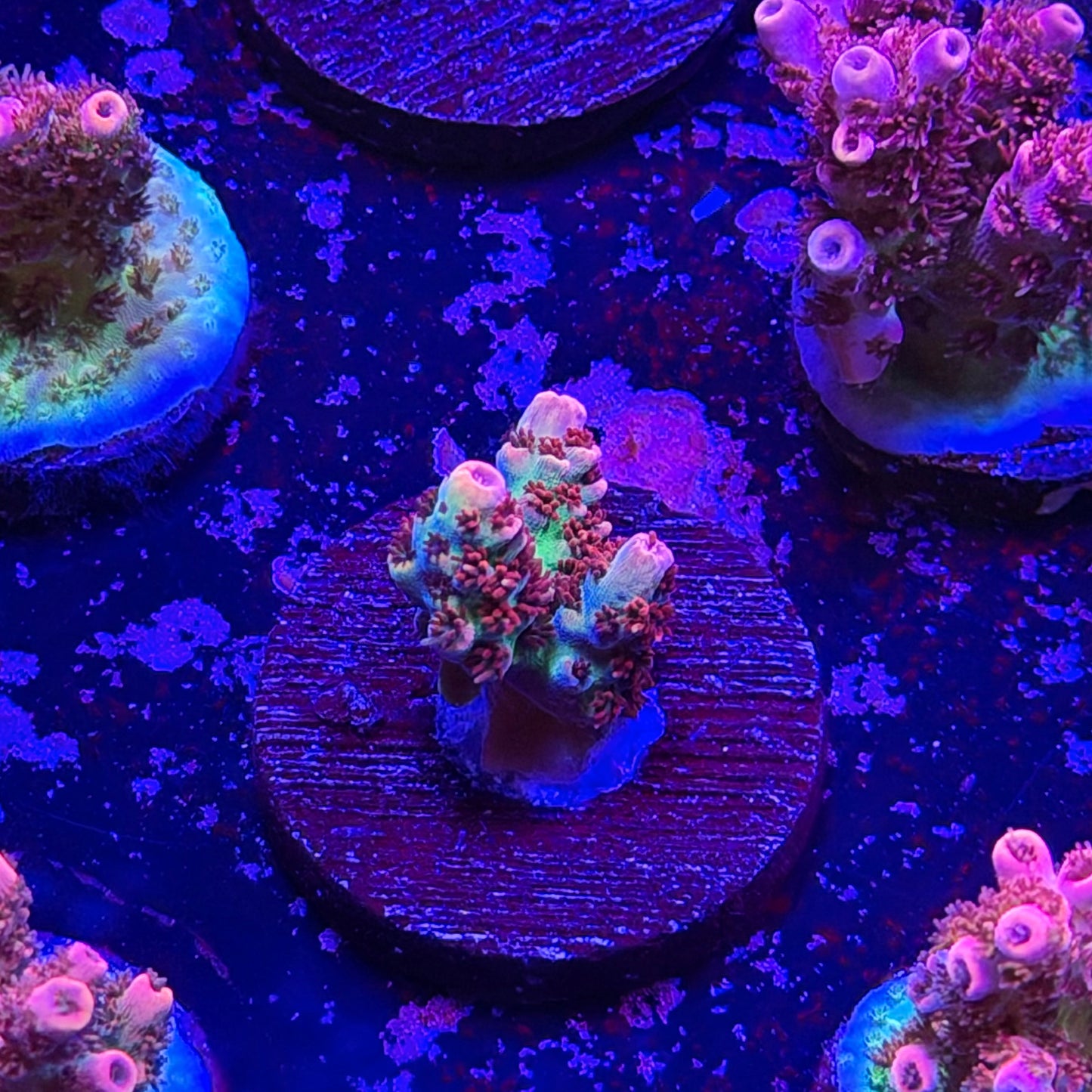 Princess Peach Acropora