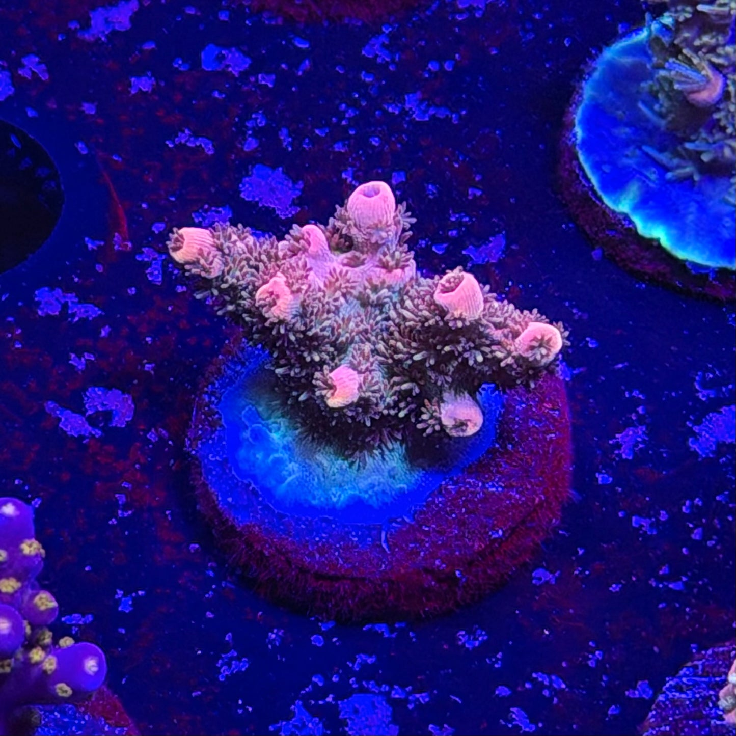 Daydream Acropora