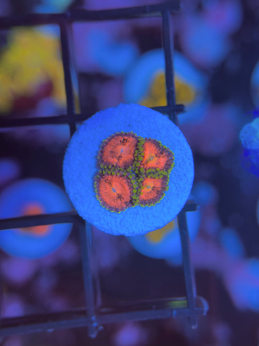 Space chaos Zoanthids