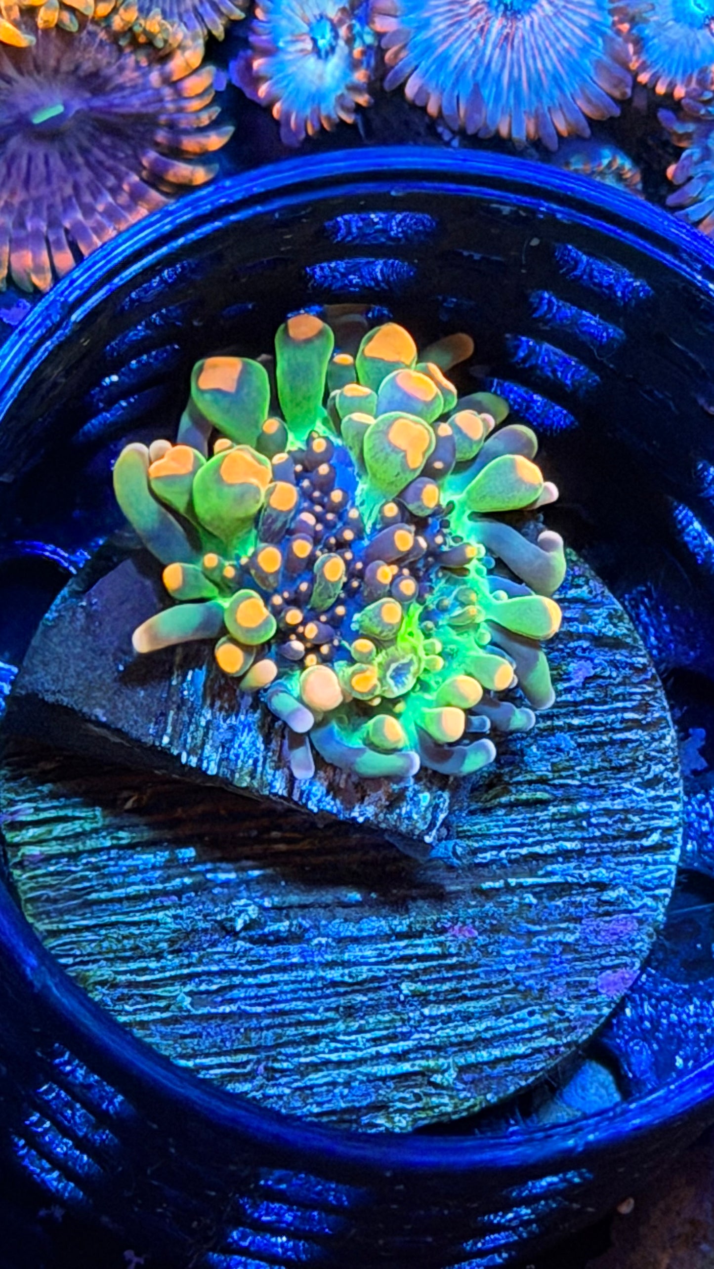 OG Godzilla Mushroom