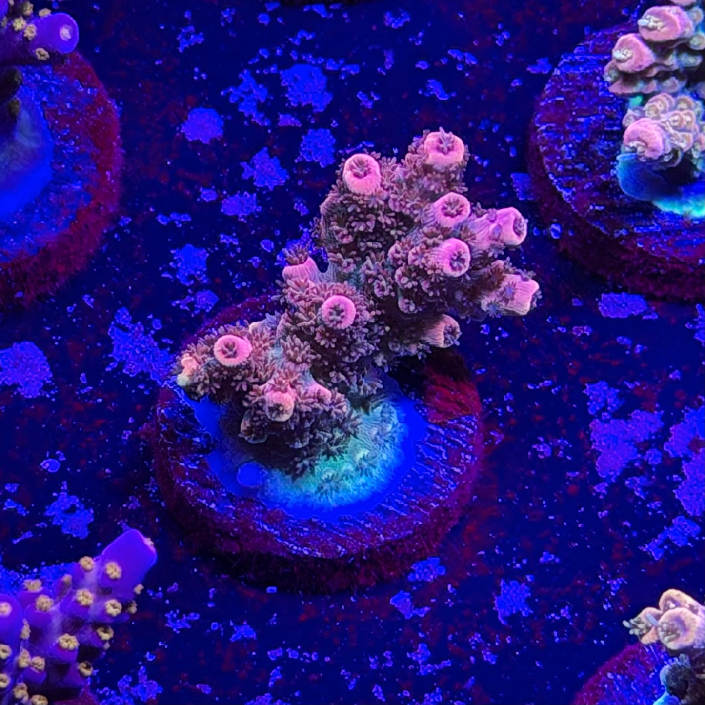 Daydream Acropora