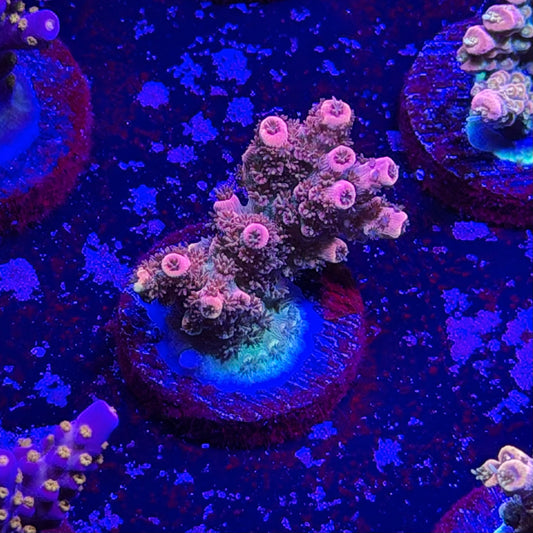 Daydream Acropora