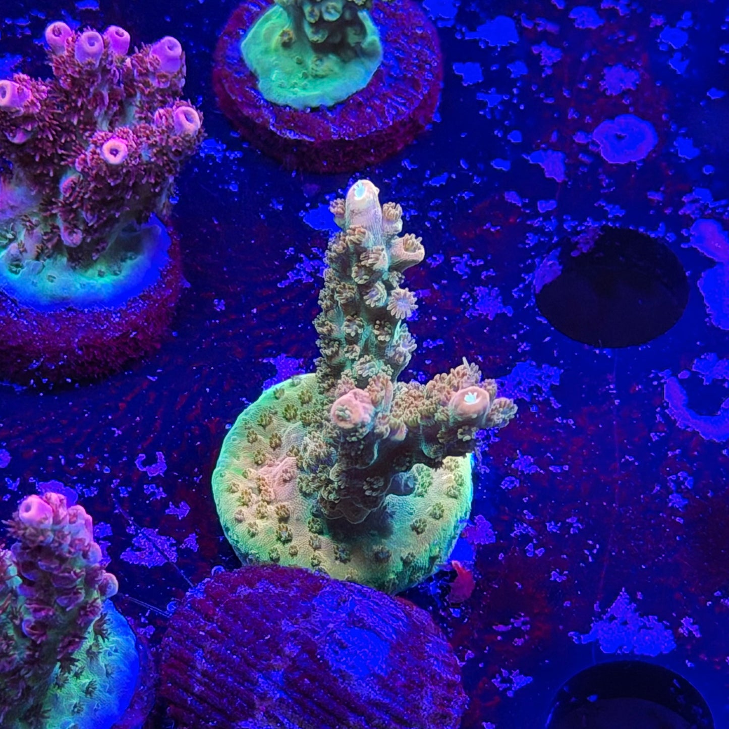 Orange Creamsicle Acropora