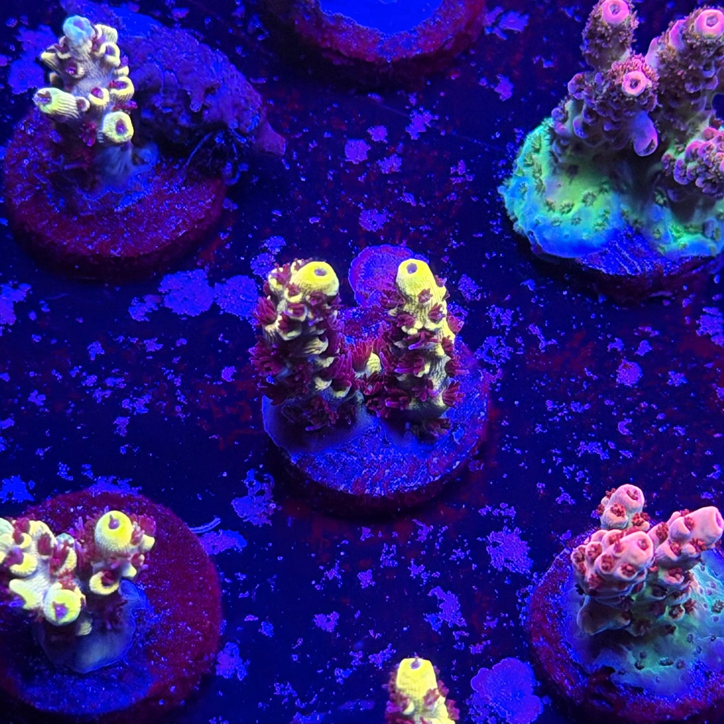 Wolverine Acropora