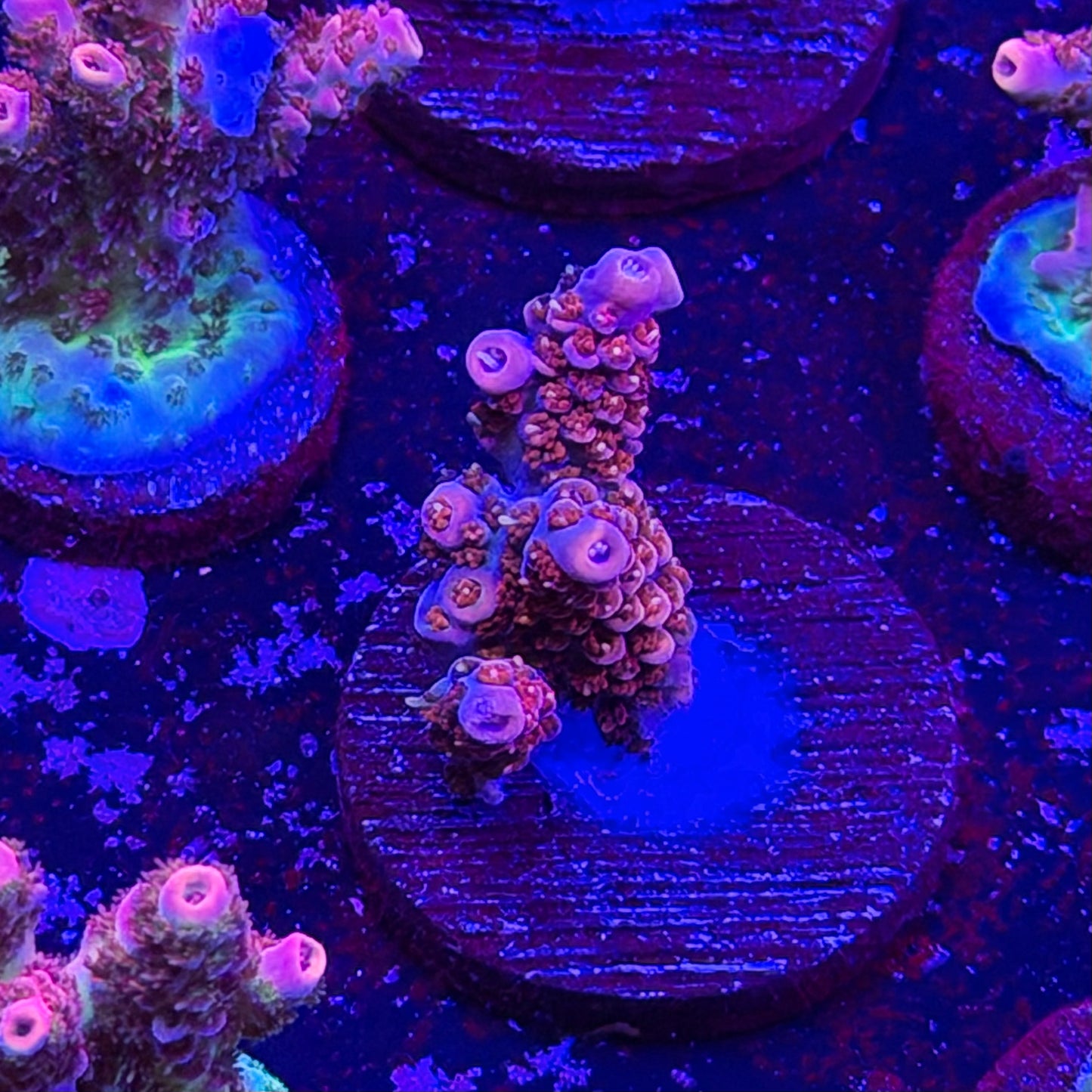Princess Peach Acropora