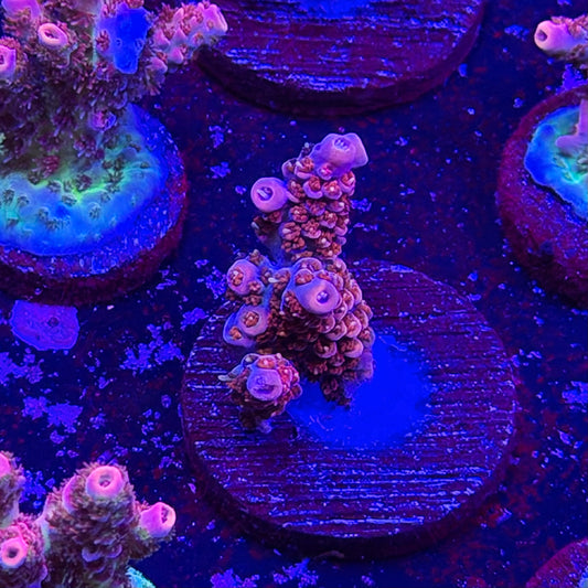 Princess Peach Acropora