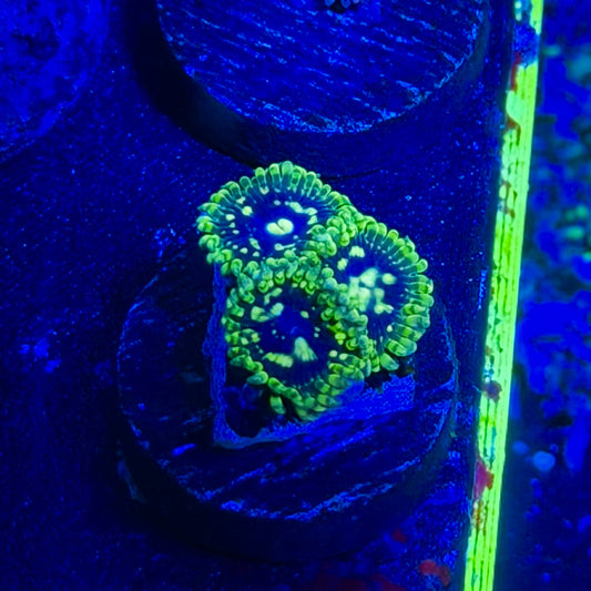 Exosphere Zoanthids