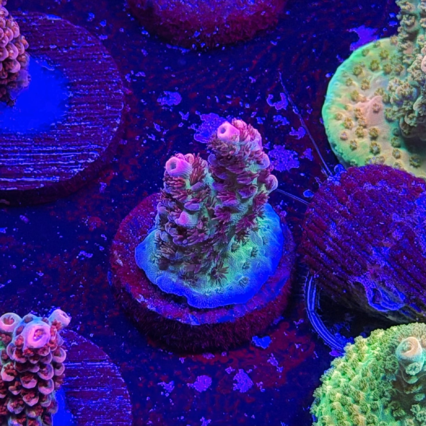 Optimus Prime Acropora