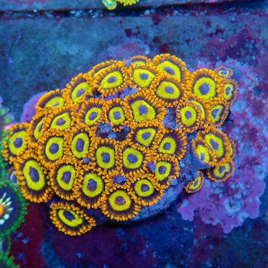 Fruit Loops Zoanthids