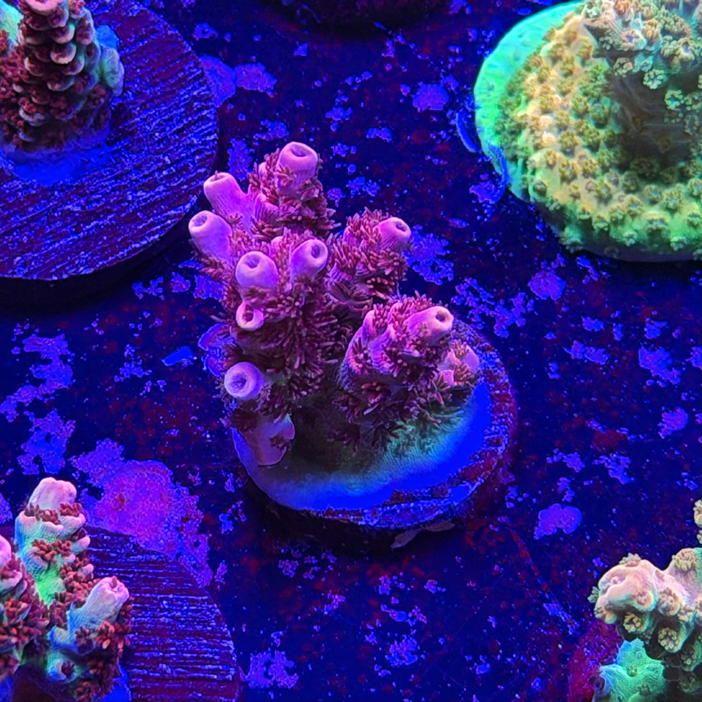 Optimus Prime Acropora