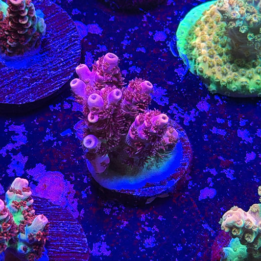 Optimus Prime Acropora