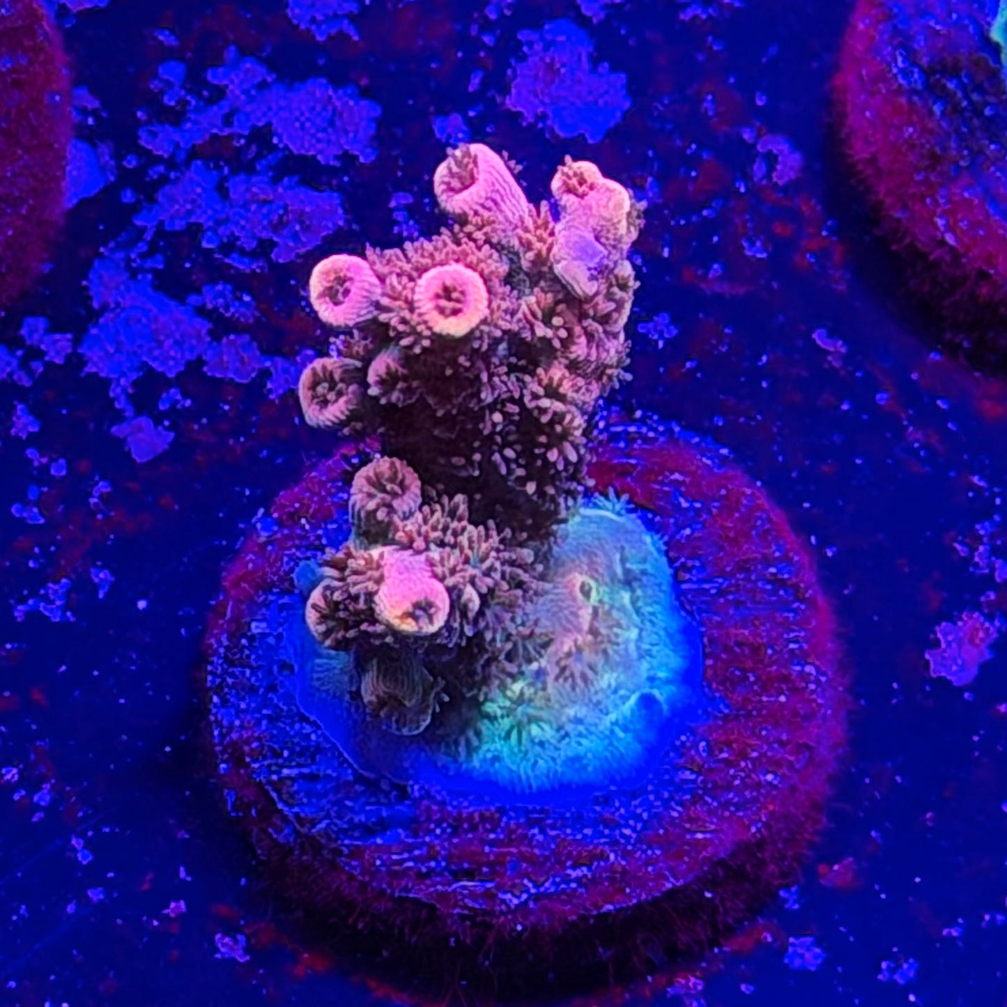 Daydream Acropora
