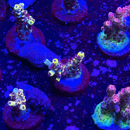 Wolverine Acropora