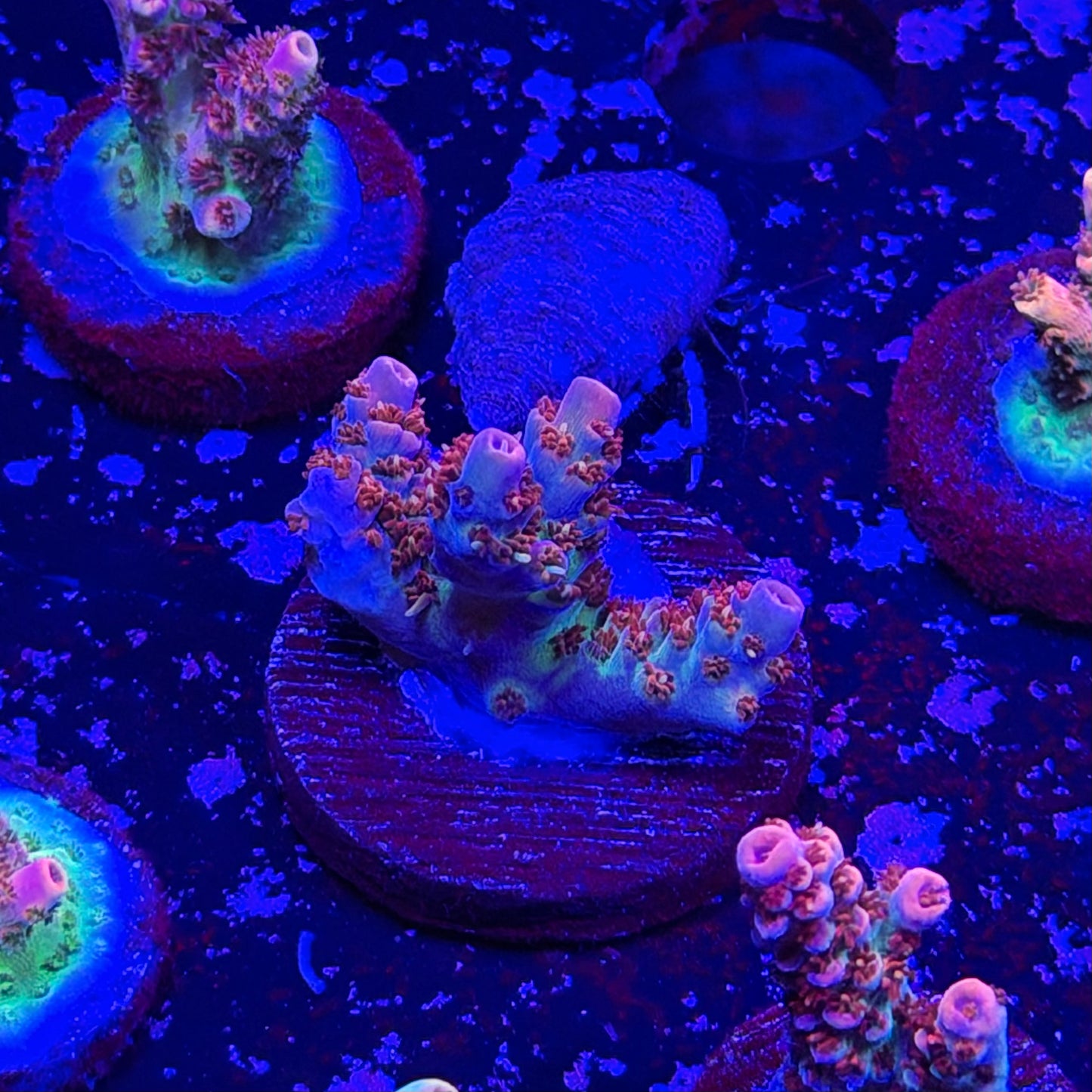 Princess Peach Acropora