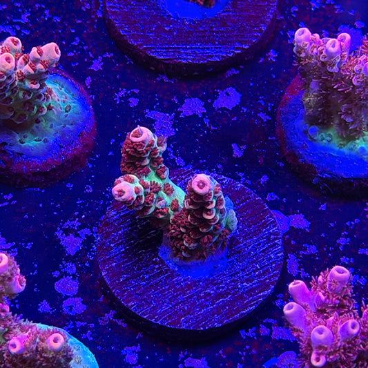 Princess Peach Acropora