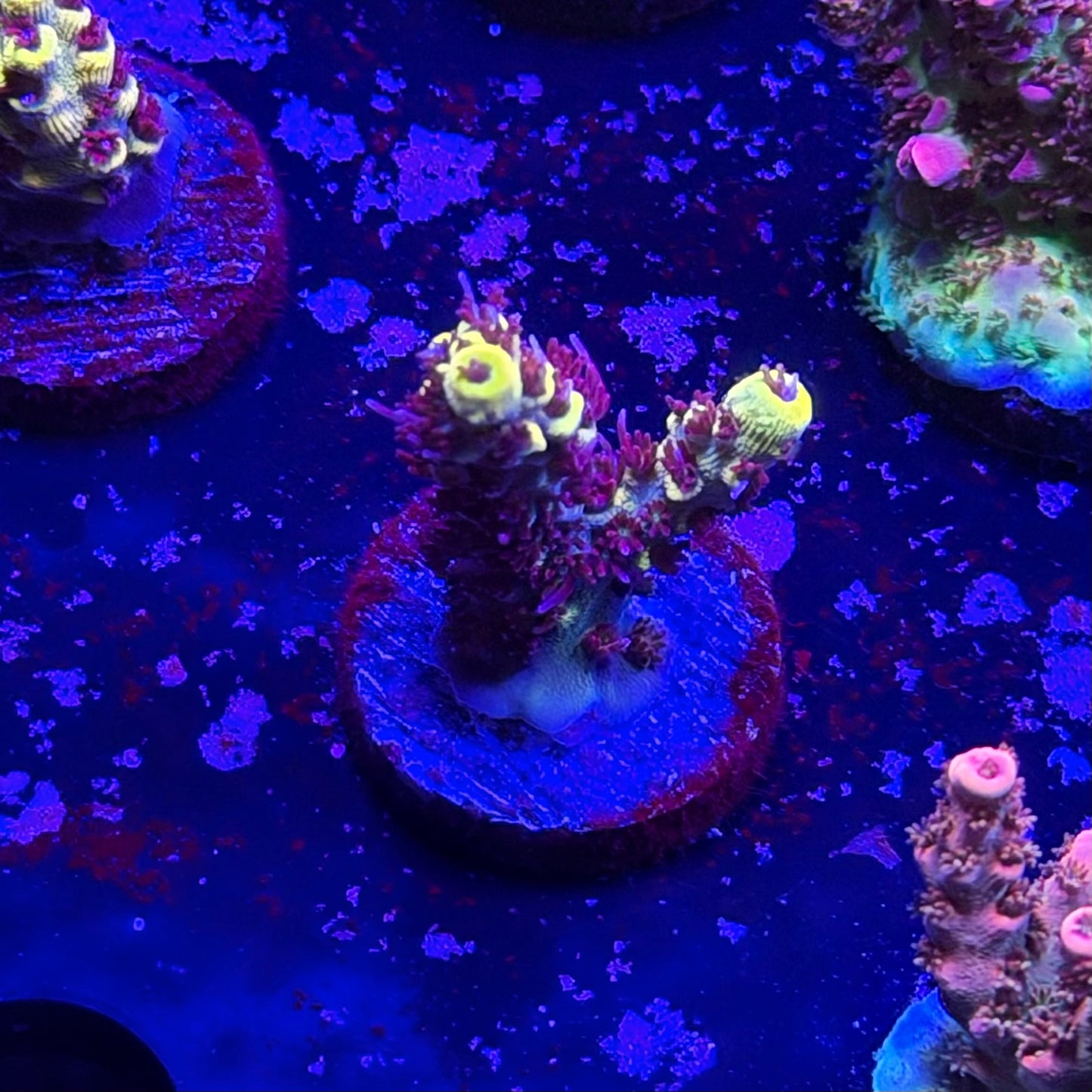Wolverine Acropora