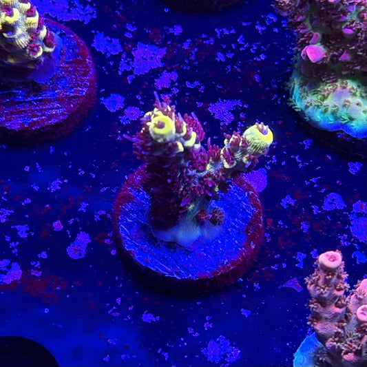 Wolverine Acropora