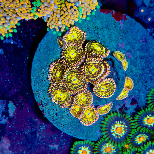 Grim Reaper Zoanthids
