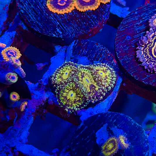 Grim Reaper Zoanthids
