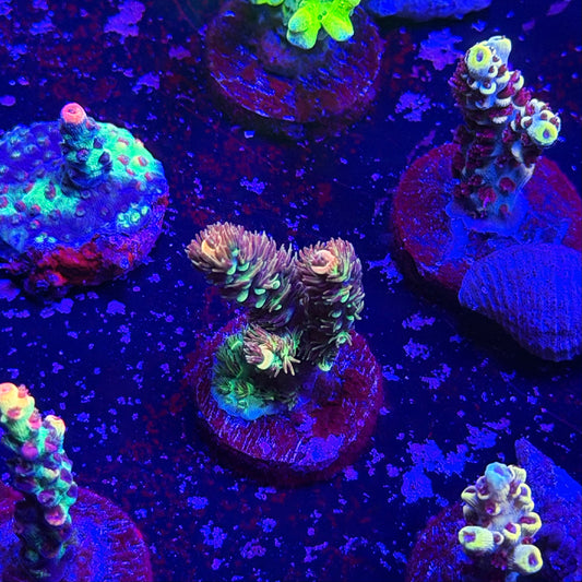 Carolina Reaper Acropora
