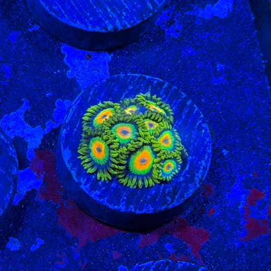 Rastas Zoanthids