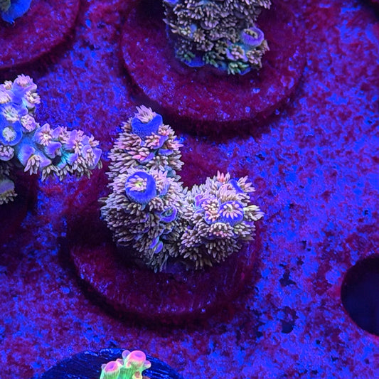 Purple Phoenix Tenuis