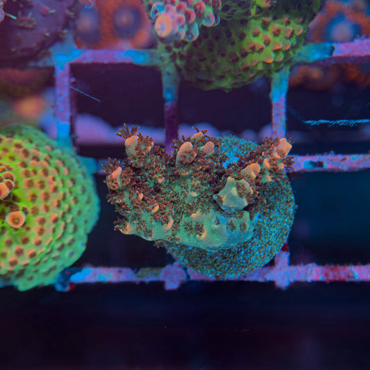 Carolina Reaper Acropora