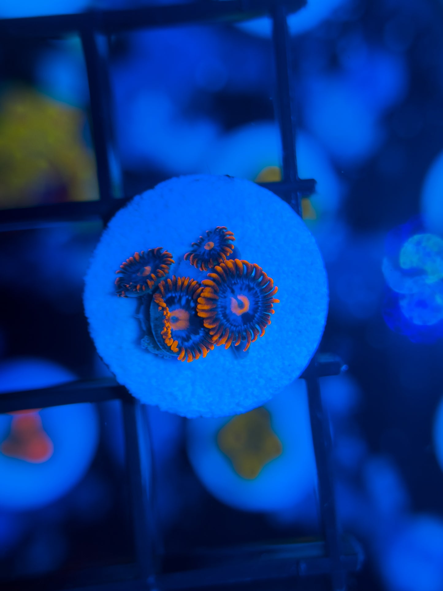 Fire and Ice Zoanthids