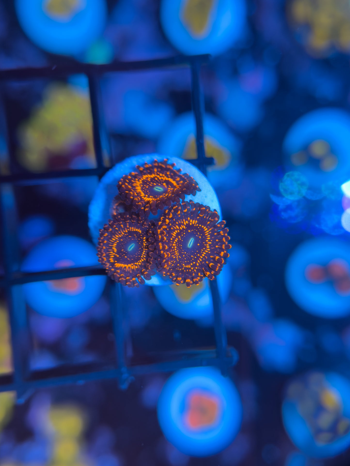 Illuminati Zoanthids