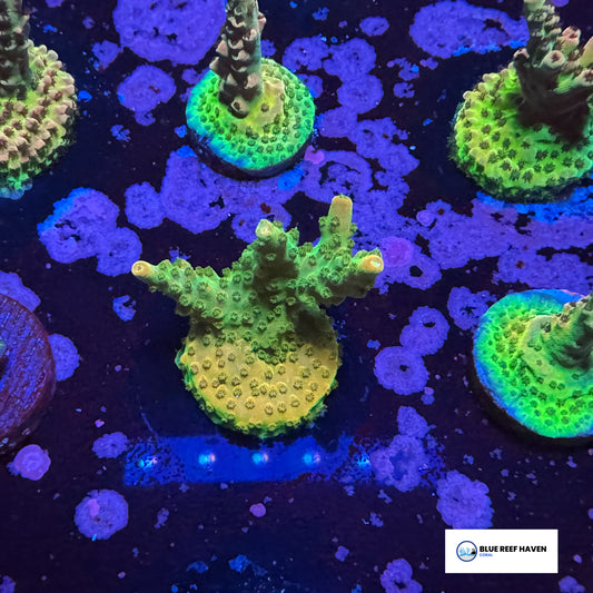 Orange Creamsicle Acropora 2